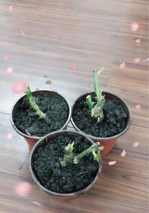 如何让玫瑰花种子在几天内迅速发芽（教你科学种植玫瑰花）