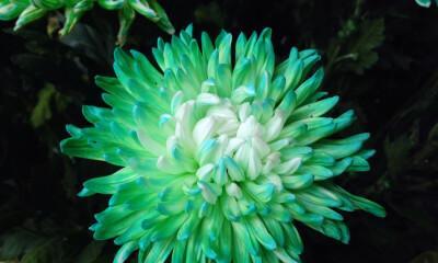 菊花的分类及特点（探秘草本与木本两大菊花类型）