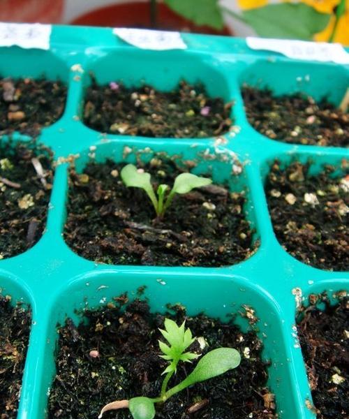 菊花种子发芽时间及影响因素（解密菊花种子发芽的关键）