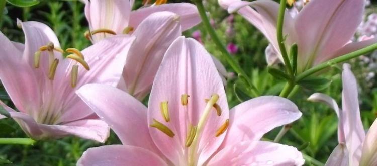 百合花的花语与香水的魅力（百合花语的深意与香水的神秘力量）