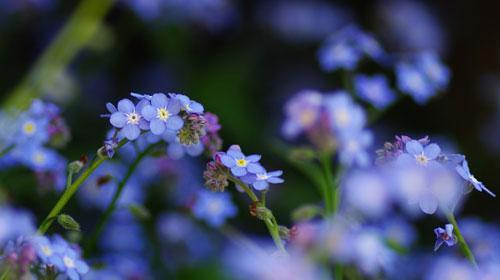 星辰花（星辰花语的寓意和传承）