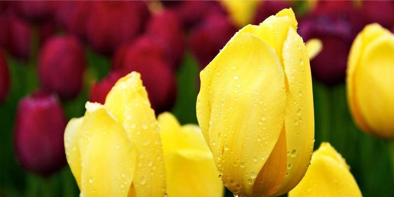 郁金香的花语和寓意（探索郁金香花的意义）