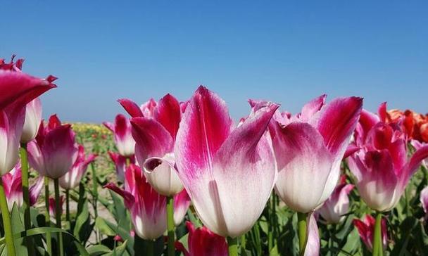 郁金香花语和寓意的奥秘（探寻郁金香背后的花语和象征意义）