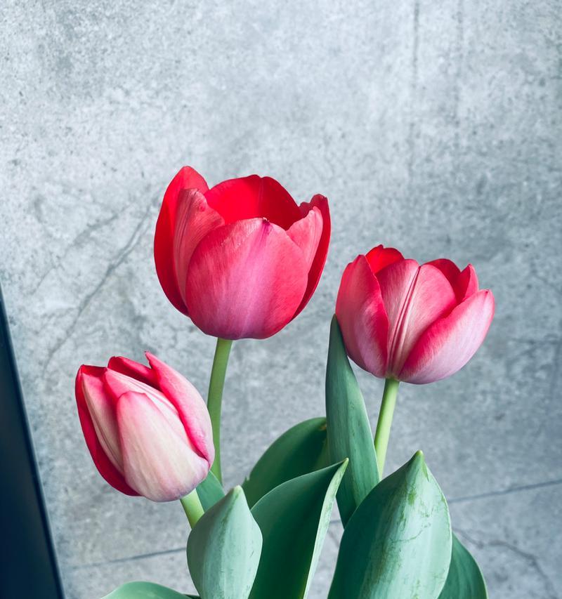 郁金香花语与寓意（探索郁金香花语的神秘世界）