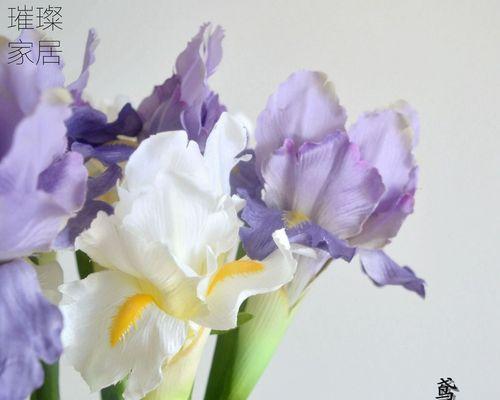 探秘鸢尾花语的深意（解析鸢尾花的象征意义与文化传承）