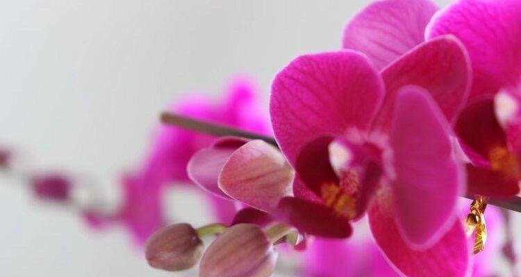 蝴蝶兰的花语（揭开蝴蝶兰背后的花语之谜）