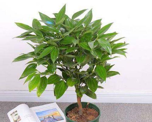 象征平安的植物，守护幸福生活（用绿色力量护佑平安幸福）