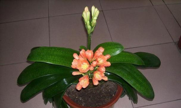 象征平安的植物，守护幸福生活（用绿色力量护佑平安幸福）