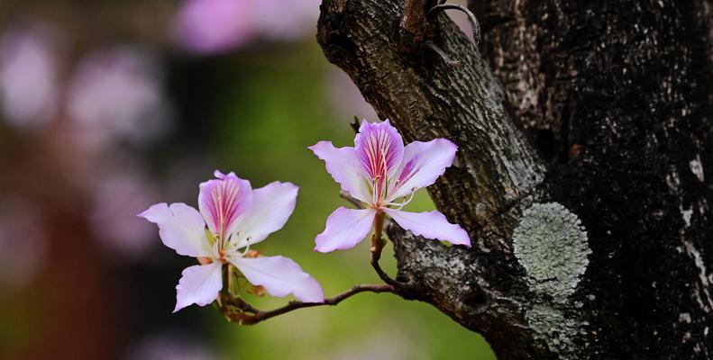 紫荆花的花语与传说（祝愿与传承）