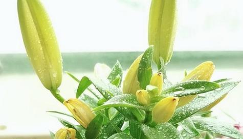 百合花语（探索百合花的深刻花语之意）