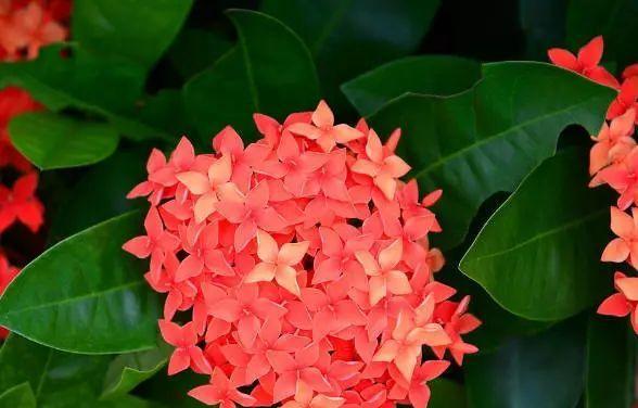 仙丹花（揭开仙丹花的花语与传说之谜）