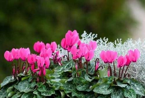 仙客来花的寓意与花语（揭秘仙客来花的美丽寓意与丰富花语）