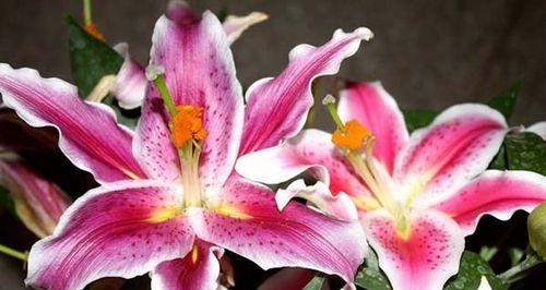 香水百合的花语及象征意义（解读香水百合花的神秘语言）