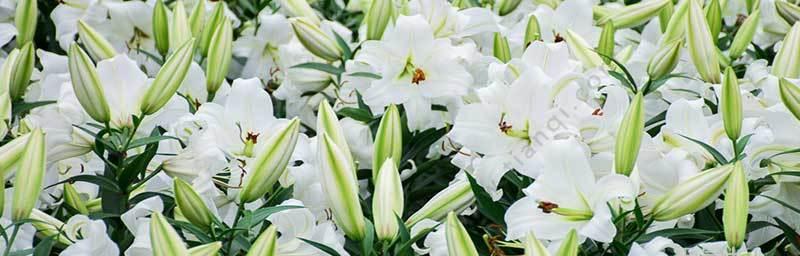 百合花（百合花寓意）