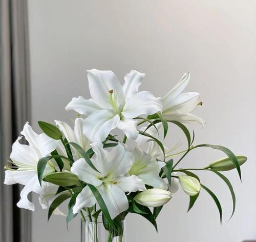香水百合（一年开几次花）