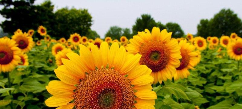 阳光芬芳，向日葵的花语（以向日葵代表什么花语）
