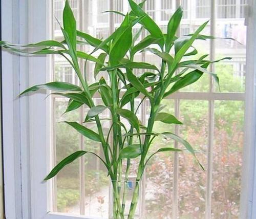 植物中象征节节高升的典型代表（探索植物中的象征意义及寓意）