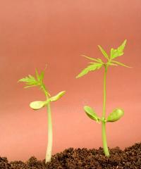 生命与希望（探索植物世界中的生命与希望）