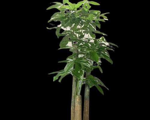 步步高升的植物与事业（象征事业发展的植物及其特点）