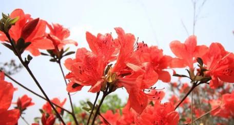 映山红——中国传统花卉的象征之花（映山红花语和代表意义的探秘）