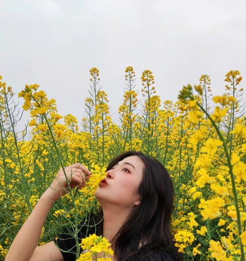 油菜花的花语与传说（油菜花的美丽与寓意）