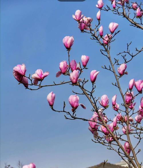 玉兰花的象征意义及美丽之处（探索玉兰花的历史）
