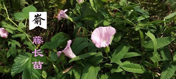 昆草的别名及草本植物介绍（了解昆草的多种名称和特征）