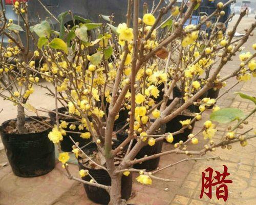是腊梅树还是花（揭秘腊梅的真面目）