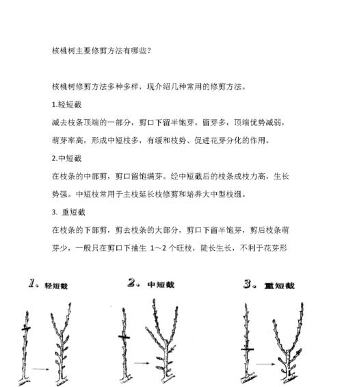 如何正确修剪腊梅树（腊梅树修剪方法）