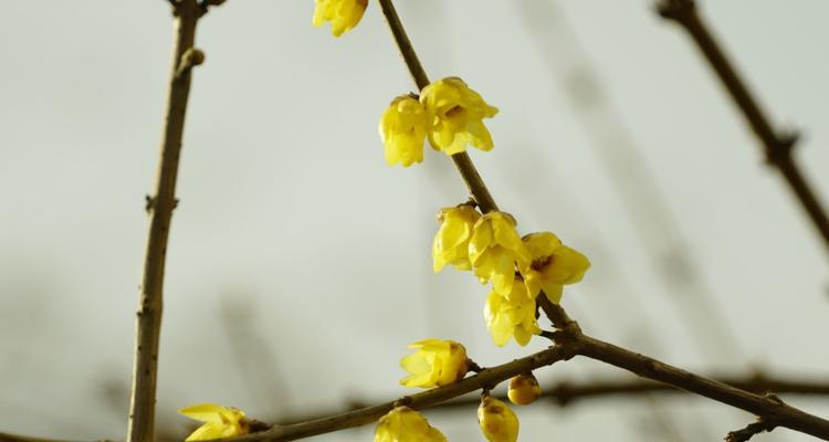 腊梅一年开几次花（了解腊梅的花期和开花规律）