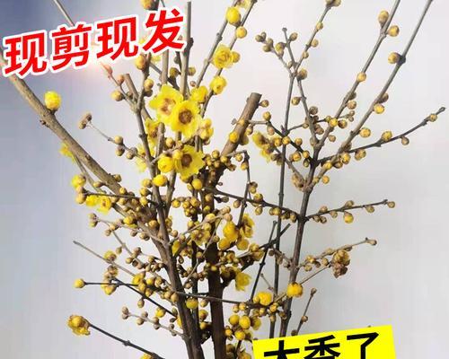腊梅养护全指南（家庭养法详解）