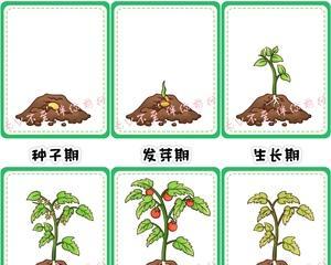 辣椒种植技巧详解（从选种到收获）