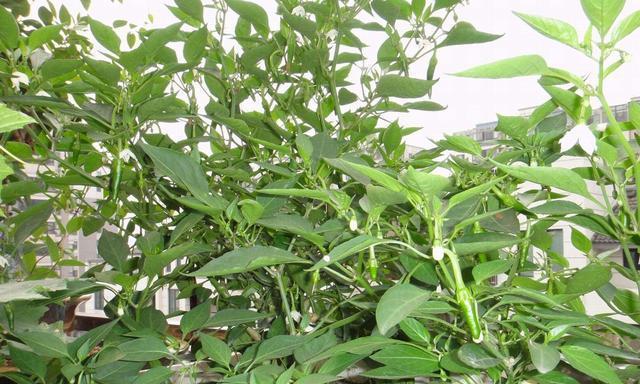 种植辣椒的最佳月份（掌握正确时间）