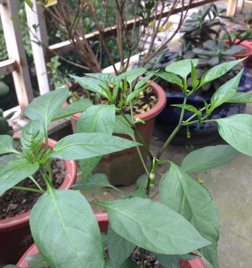 辣椒生长周期与花果期分析（掌握辣椒生长规律）