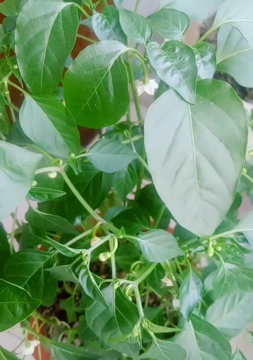 辣椒的生长过程（从开花到结果）