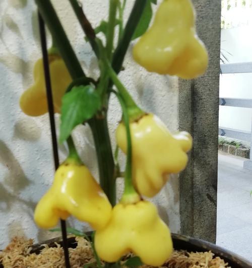辣椒是一种多年生植物（了解辣椒的生长习性与特点）