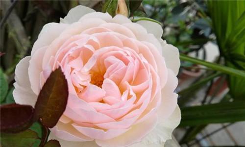 温柔之花（探寻花语中温柔之花的含义与魅力）