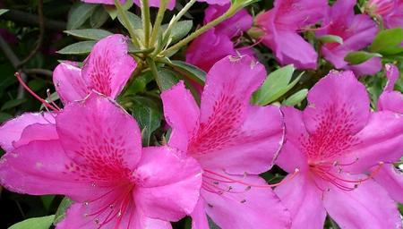 探索杜鹃花的丰富花语世界（不同颜色杜鹃花的花语及象征意义）