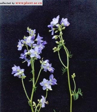 花色诉说（以不同颜色花毛茛解读自然与人情）