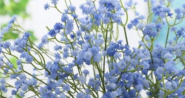 满天星花语（美丽）
