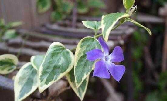 常春藤花语（常春藤花语的寓意及传承）