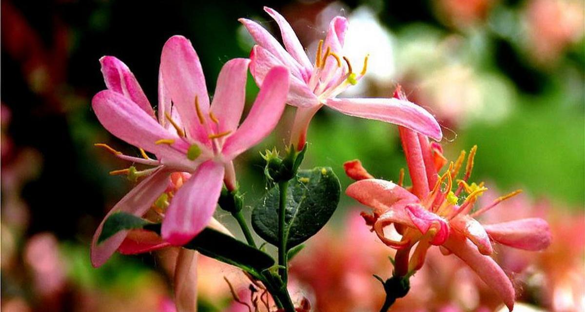 坚韧不拔——以代表坚韧的花为主题（探索花朵中的坚韧力量）