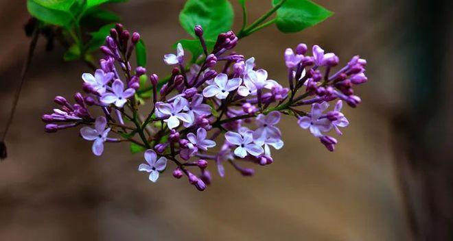 丁香花花语（探秘丁香花的心灵语言及背后的寓意）