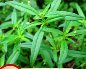 蛇针草与蛇舌草的区别（探究两种草本植物的特征与功效）