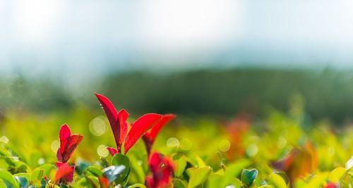 深秋花园种植指南（适合种植的植物种类与注意事项）