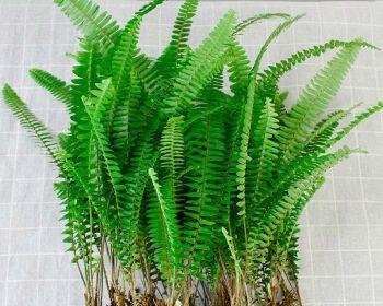 肾蕨——多年生植物的代表（探寻肾蕨生长与繁殖之道）
