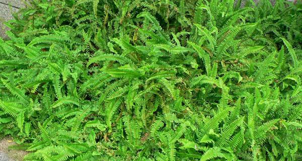 肾蕨，保肝明目的良药（了解肾蕨的功效与用法）