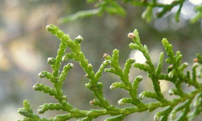 生侧柏叶的神奇功效（探究生侧柏叶在医学）