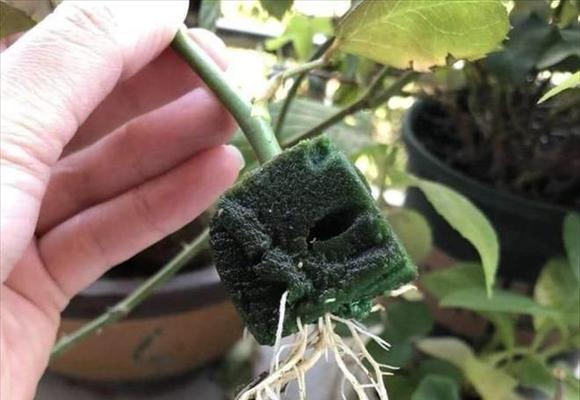 生根剂是否适合浇花（揭开生根剂的真面目）