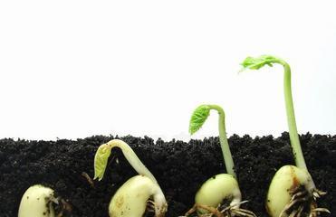 生瓜子可以用来种植吗（种植生瓜子的注意事项）